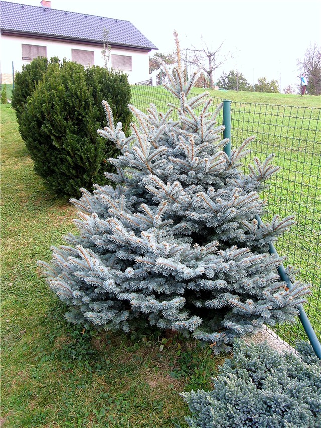 Picea pungens Blue Diamond